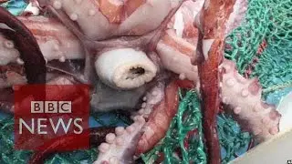 Rare colossal squid examined by scientists - BBC News