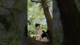 CIA Used Cats to Spy on Russia - PART 1🐱🎙️