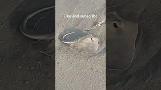 Atlantic Beach North Carolina , stingray on the beach , surf fishing 👀👀👀😳