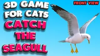 3D game for cats | Catch the SEAGULL (front view) | 4K, 60 fps, stereo sound