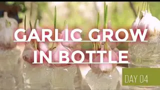 Amazing garlic growing in bottle|simple experiment|tn discover
