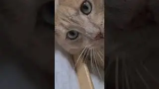 he ❤️ to play with string. does your cat also 🧡  playing with strings???