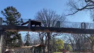 Red Panda goes through an obstacle course