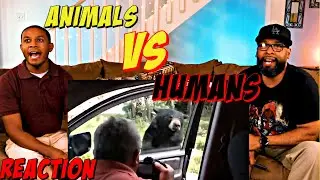 Animals vs Humans Compilation Reaction