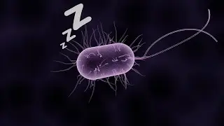 Detoxherb Gi&aacute; Bao Nhi&ecirc;u