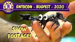 ENTO-CON (BUGFEST) 2020 SHOW FOOTAGE