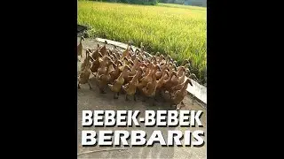 LUCU, BEBEK-BEBEK  BERBARIS DI SAWAH - FUNNY, DUCKS ARE LINED IN THE FIELDS