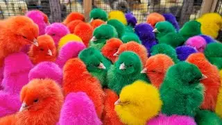 Rainbow Chicken, Rabbits, Cute Cats,Ducks,Animals Cute - Catch Cute Chickens, Colorful Chickens,
