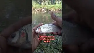 #ikanmercoca#ikanliar