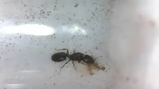 Feeding first nanitics-Nylanderia cf. terricola and Pheidole navigans