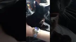 MY SWEET CAT ROMULUS / #cat #prettycat #funny #prettyfunny