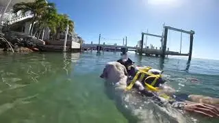 Labrador Service Dog saves woman from drowning! Train like you fight!