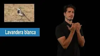 Lavandera blanca en LSC
