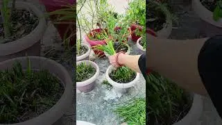 Prooning Of Rainlily Flowering Plants | Garden #youthbeshorts #shortsfeed