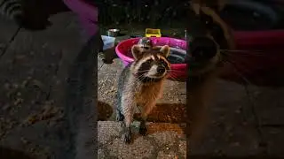 The raccoon 