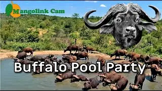 Buffalo Pool Party