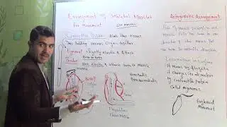 L-10 Antagonestic arrangement of skeletal muscles