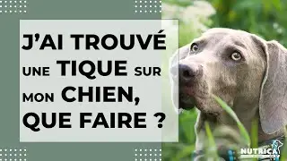 Tique Sur Mon Chien : Que Faire