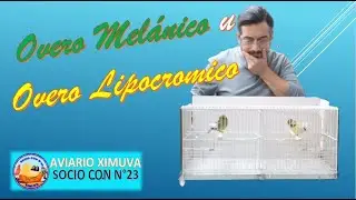 Nomenclatura Gloster... melanico o lipocromico??? 🐥🐥⁉️