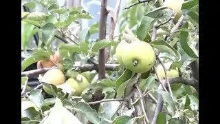 Сергей Чудопалов. Яблоки