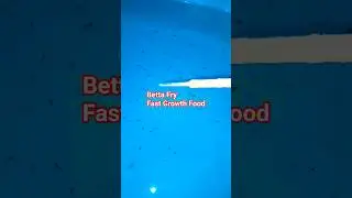 Betta fry Fast growth food | baby brine Shrimp Artemia