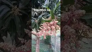 Do you know which fruit tree this bloom belongs to? #orchard #plants #farm #survivalism