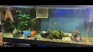 Bobby's Fish TANK
