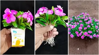 Discover the beauty and benefits of the periwinkle flower! || How to grow periwinkle flower tree