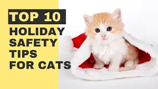 Top 10 Holiday Safety Tips for Cats - How to Keep Your Cat Safe During the Holiday Season