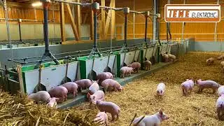 TEWE animal welfare barn with Airfeed II