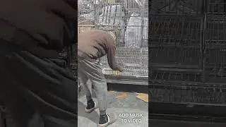 perfect cage manufacture and supply of all kind bird cages and feeder. contact. 09358650200