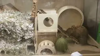 레몬테디 하우스를 소개합니다 Gerbil cage setup #gerbils #cagesetup 