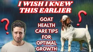 I Wish I Knew This Earlier Goat Health Care Tips For Optimal&nbsp;Growth