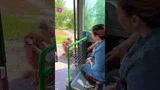 Bus Driver's Heartwarming Rescue of Stray Dog #shorts