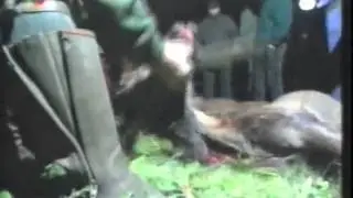 Tierrechte-Tierschutz  SAT1 - 24 Stunden - Krieg im Forrest 2.Teil