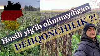 Siderat ekinlar #agrotech #idealagrar #uzbekistan #germany #badenwuerttemberg