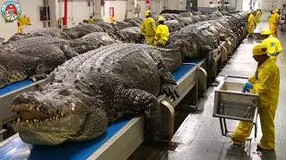 How Millions of Crocodiles Are Raised & Processed - Crocodile Farming For Meat & Skin