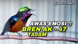 AWAS EMOSI !! KOLIBRI NINJA GACOR FULL BREN AK - 47 AMPUH UNTUK MASTERAN KONIN BAHAN GACOAN ANDA