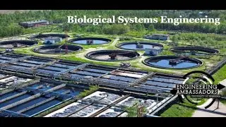 What is Biological Systems Engineering?