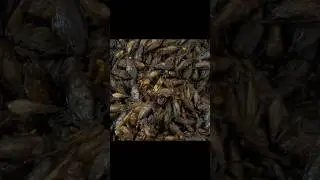 𝐅𝐫𝐢𝐞𝐝 𝐂𝐫𝐢𝐜𝐤𝐞𝐭𝐬 #cookingathome #food #friedcrickets #asmrvideo #craving #fypシ