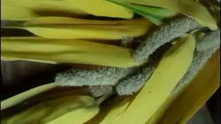 pandanus odorifer (kewara ) flower 😇
