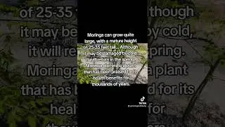 How tall does a Moringa tree get? #moringa #moringatree #moringaplants #moringaseeds #moringatea