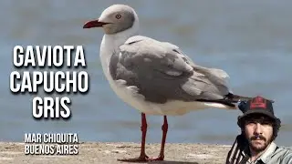 Gaviota capucho gris 4K (Chroicocephalus cirrocephalus) Grey-headed Gull, Gaivota de cabe&ccedil;a cinza