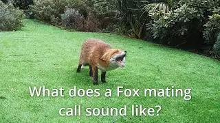 What does a fox mating call sound like? (old version)