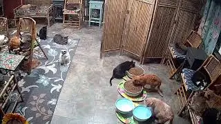 Help Save 200 Kitties