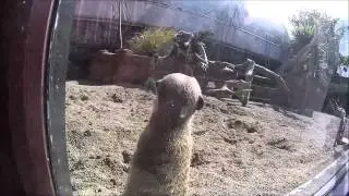 colwyn bay zoo