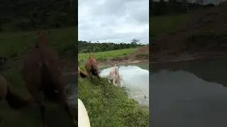 Xod&oacute; 💥😂 #fazenda #gado #boiadeira #vidanaro&ccedil;a #pecuaria #vidanocampo