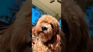 SCENE PARTNER | LEARNING LINES | FURRY DISTRACTION #love #life #actor #acting #cavapoo #dog