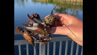 Adventures in Idaho - Episode 38:  Catching Crawfish with an Easy to Build Triangle Trap