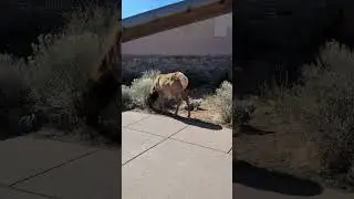 Elk in Grand Canyon Village #nature #travel #grandcanyon #grandcanyonnationalpark #usa